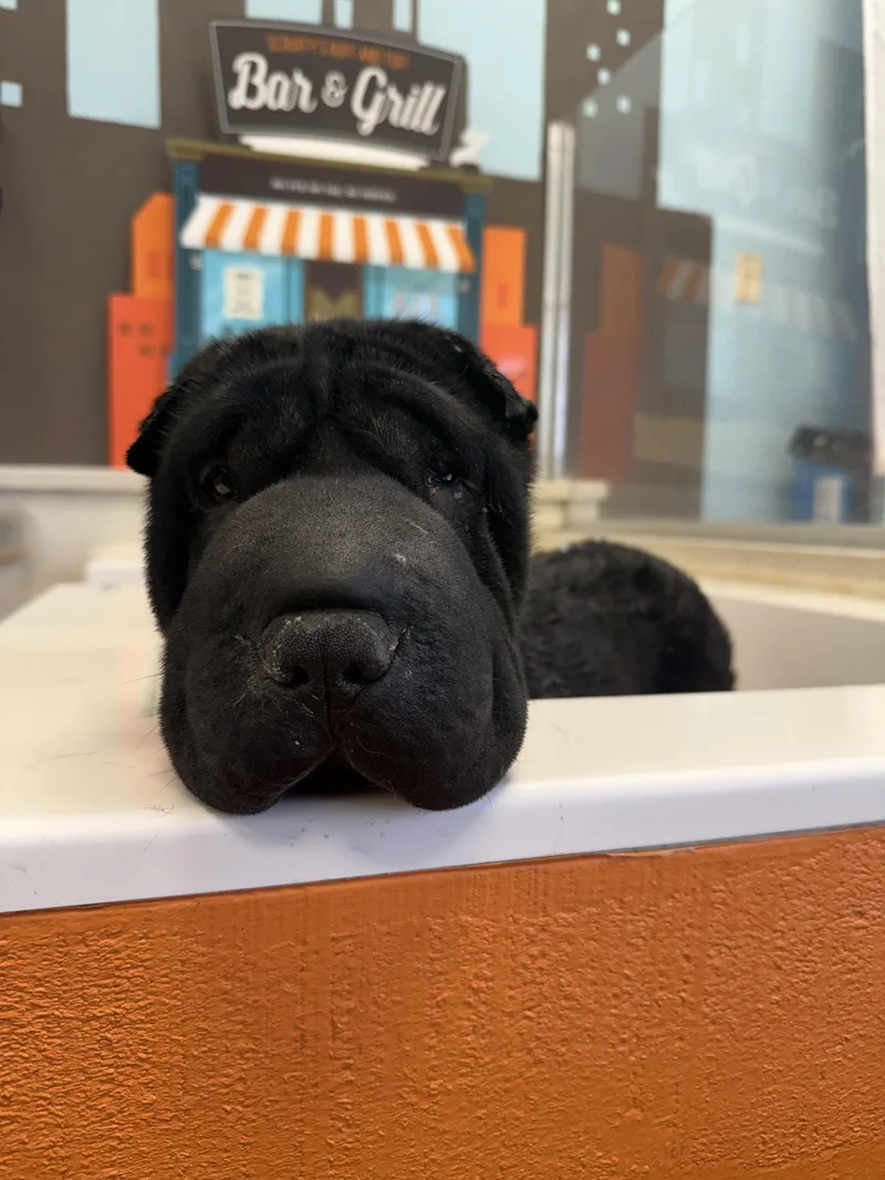 An adult medium-sized female Shar-Pei dog named Daisy for adoption in Lake Forest, CA