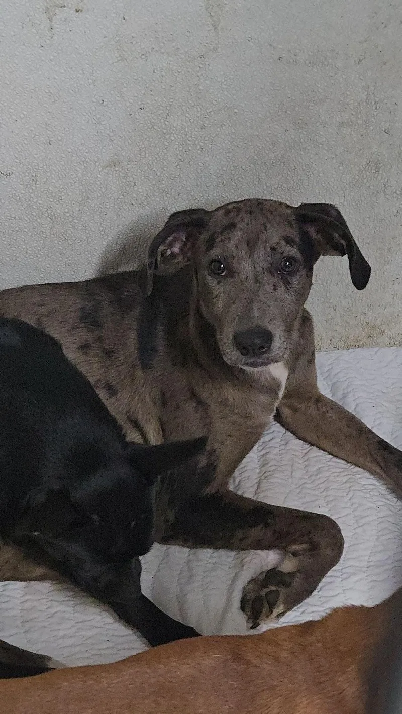A baby medium-sized female Merle (Blue) Catahoula Leopard Dog dog named Margarita for adoption in Sweetwater, TN