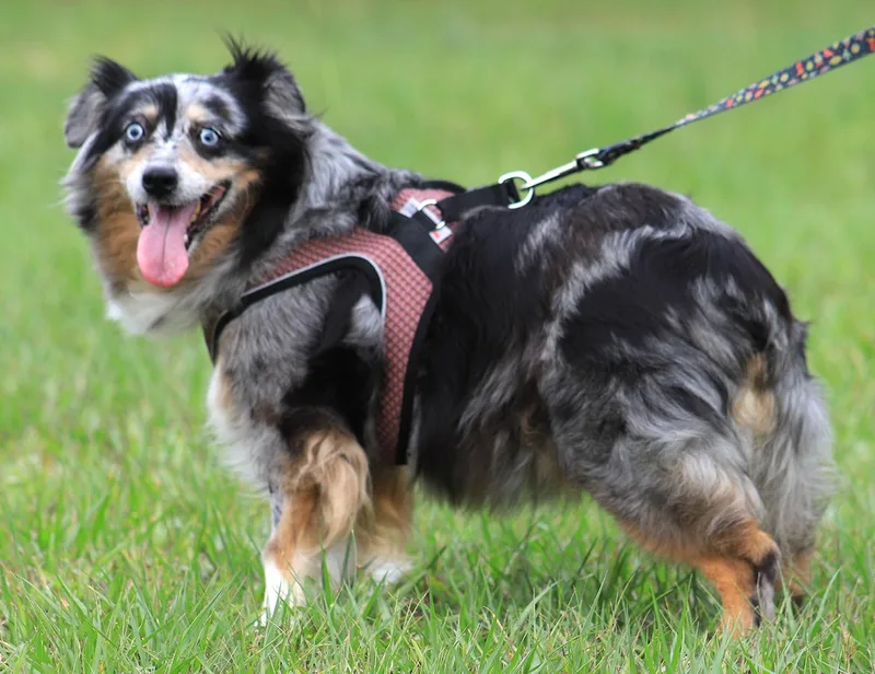 A senior medium-sized female Australian Cattle Dog / Blue Heeler dog named Blue for adoption in North Fort Myers, FL