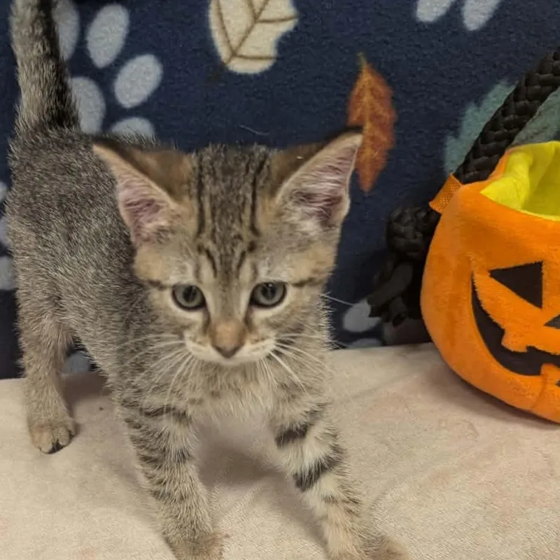 A baby medium-sized female Tabby (Tiger Striped) Domestic Short Hair cat named Jerzi for adoption in Logan, OH