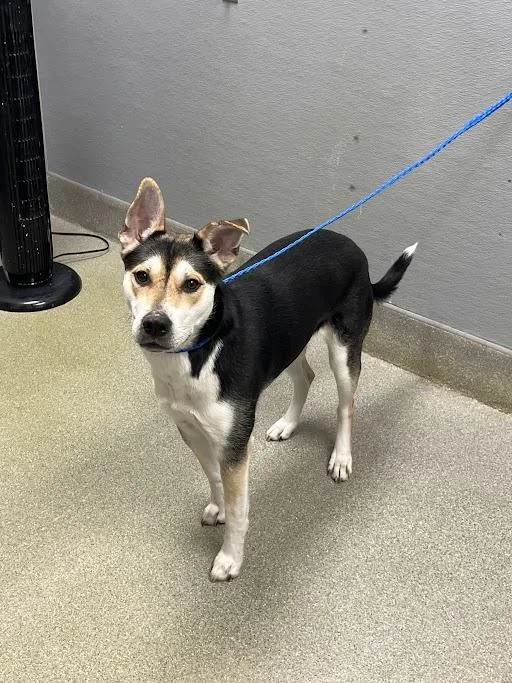A young large-sized female German Shepherd Dog dog named Gamora for adoption in Las Vegas, NV