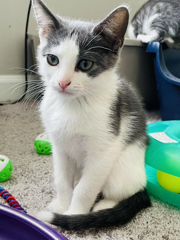 A baby small-sized male Gray / Blue / Silver Domestic Short Hair cat named Jj for adoption in Salisbury, NC