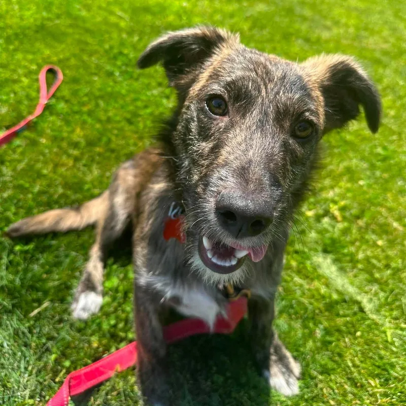 A baby medium-sized male Terrier dog named Jett for adoption in Valparaiso, IN