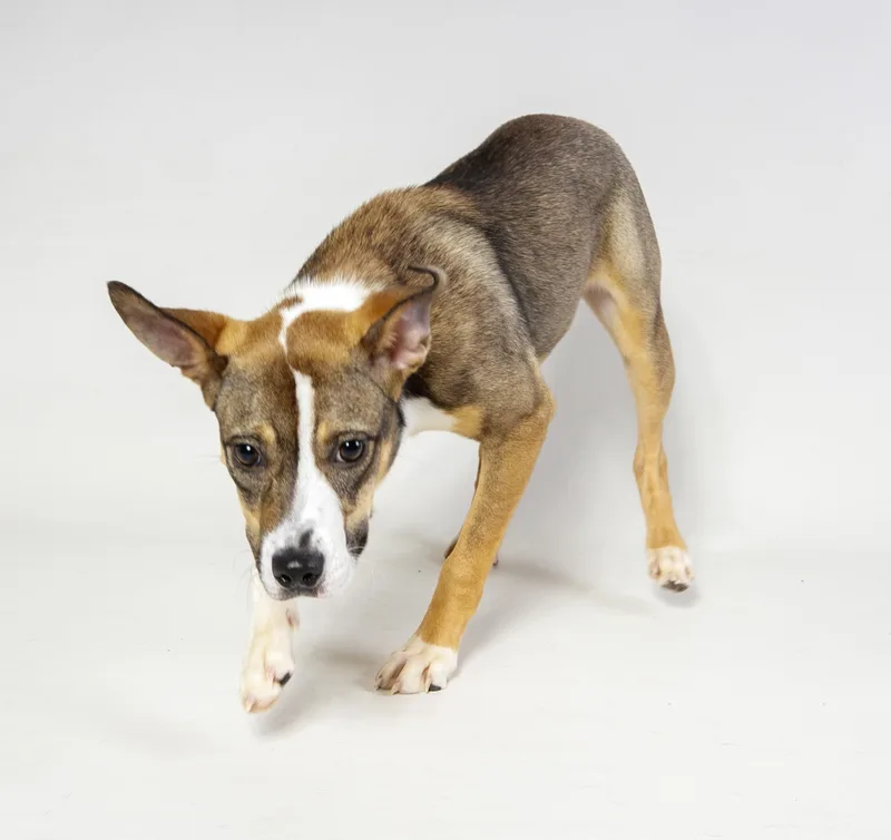 A young medium-sized female Mixed Breed dog named Brittany for adoption in Harvey , LA