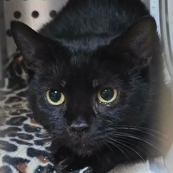 An adult medium-sized male Black Domestic Short Hair cat named Todd for adoption in Orange, VA
