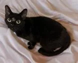 An adult medium-sized female Black Domestic Short Hair cat named Black Beauty for adoption in Portsmouth, OH