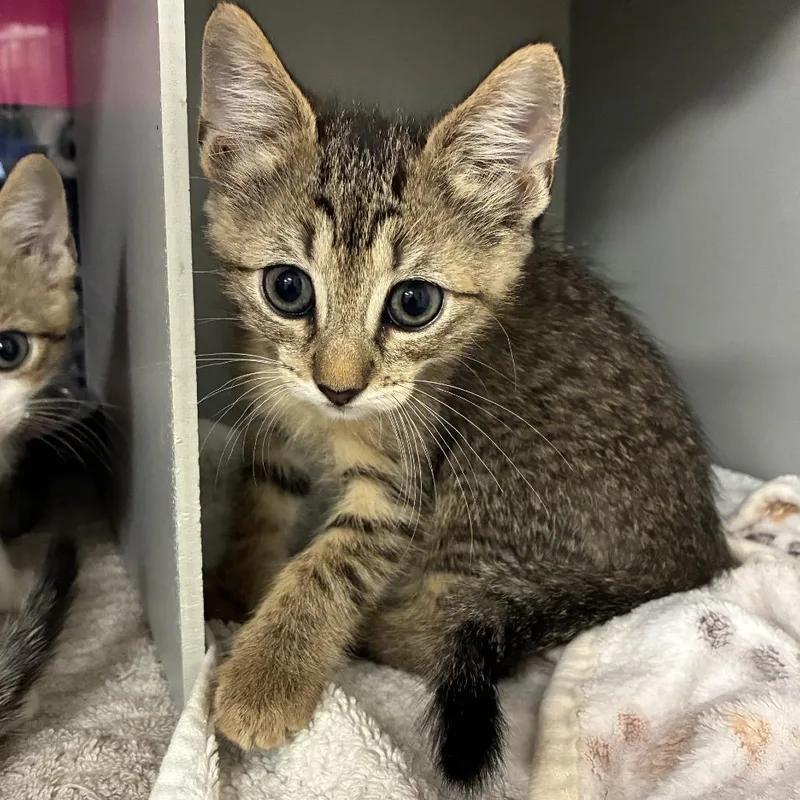 A baby small-sized female Brown / Chocolate Domestic Short Hair cat named C for adoption in Buchanan Dam, TX