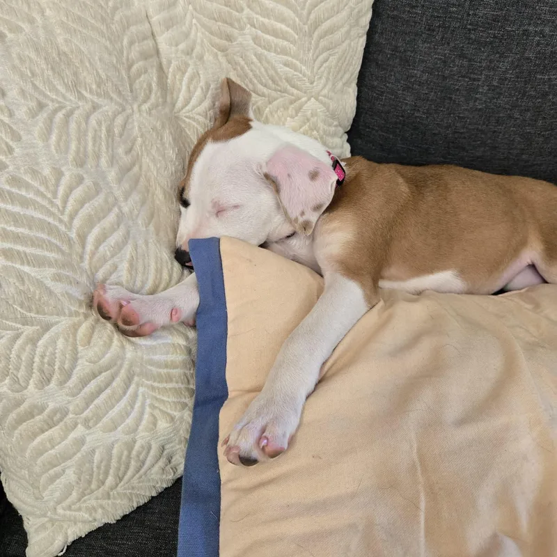 A baby medium-sized female American Staffordshire Terrier dog named Dr. Cristina Yang for adoption in Houston, TX