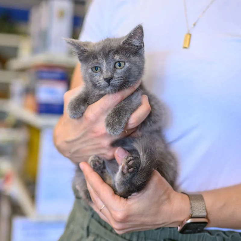 A baby medium-sized female Dilute Calico cat named Lisa & Pamela for adoption in Hamilton, NJ