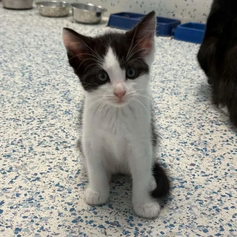 A baby medium-sized female Black & White / Tuxedo Domestic Short Hair cat named Fanta for adoption in Richboro, PA