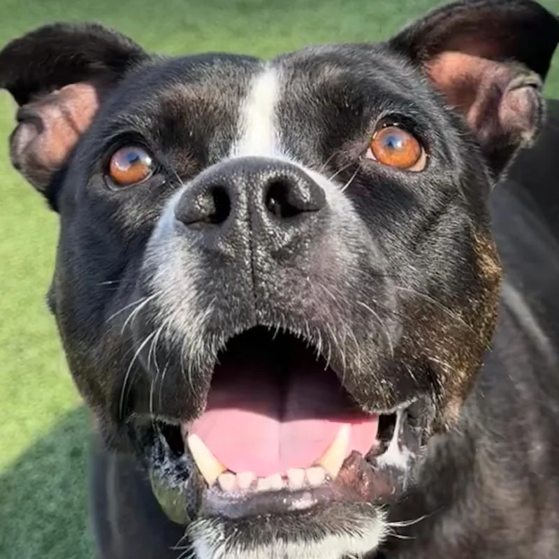 Detective Moomoo thumbnail 2