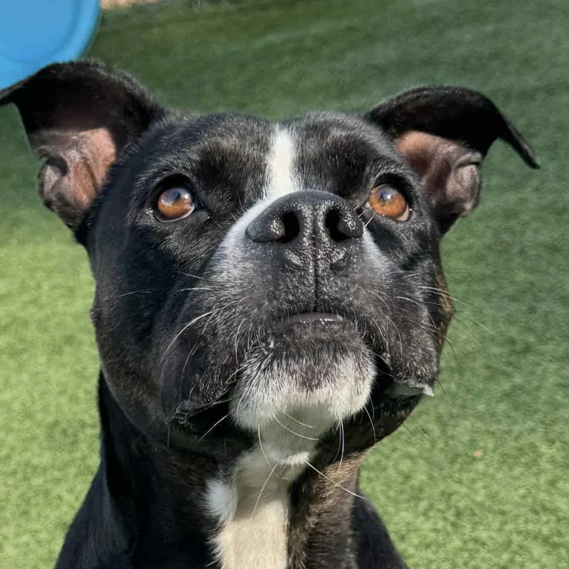 Detective Moomoo thumbnail 3