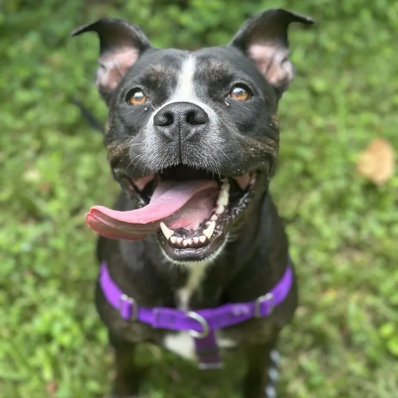 Detective Moomoo thumbnail 4