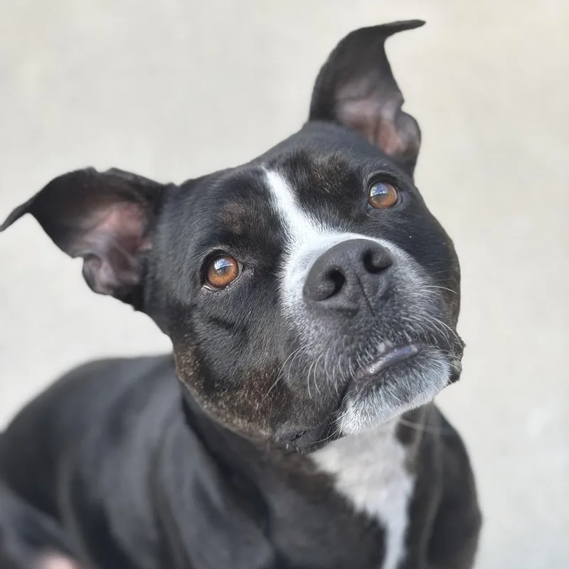 Detective Moomoo thumbnail 6