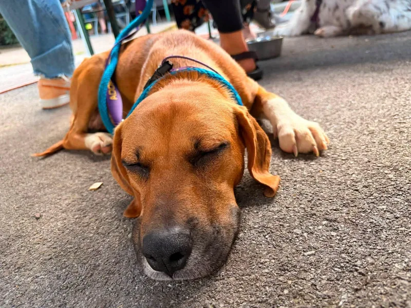 A young medium-sized female Golden Hound dog named London for adoption in Andersonville, TN