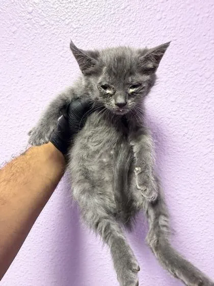 A baby small-sized female Gray / Blue / Silver Domestic Short Hair cat named 61051550 for adoption in El Paso, TX