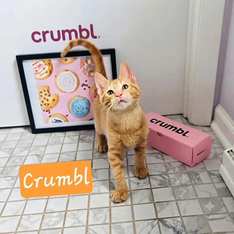 A baby small-sized male Orange / Red Domestic Short Hair cat named Crumbl for adoption in DeKalb, IL