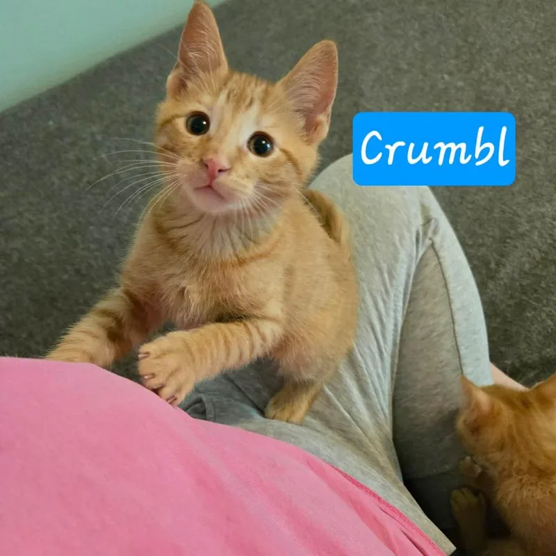 Crumbl thumbnail 2