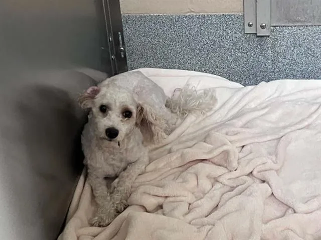 A young small-sized male Poodle dog named Mozart for adoption in Tustin, CA