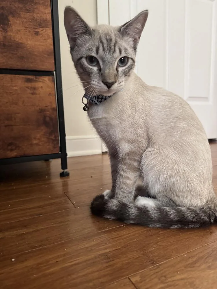 A baby small-sized male Domestic Short Hair cat named Mr. Mistoffelees for adoption in Henrico, VA