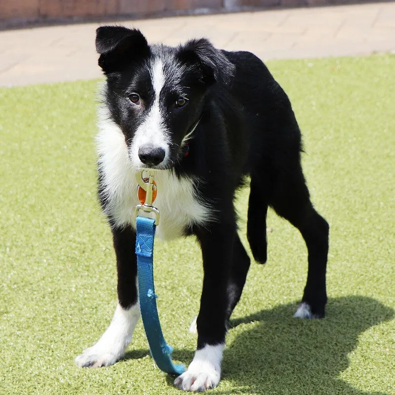 A young medium-sized female Tricolor (Brown, Black, & White) Mixed Breed dog named Lexie for adoption in Port Washington, NY