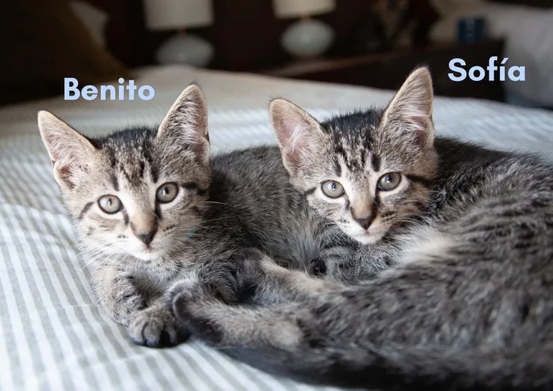Benito thumbnail 3