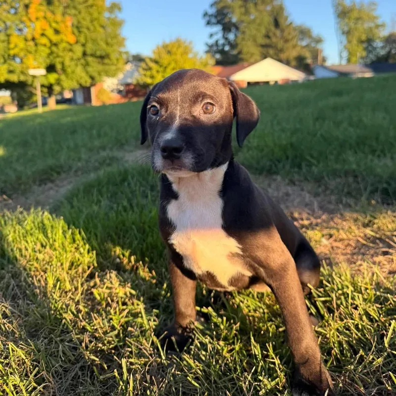 A baby small-sized male Mixed Breed dog named Cola for adoption in Farmersville, OH