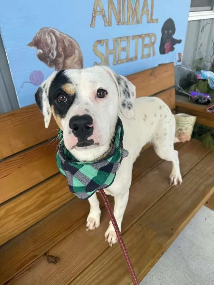 An adult medium-sized male Hound dog named Shadow for adoption in Howes Cave, NY
