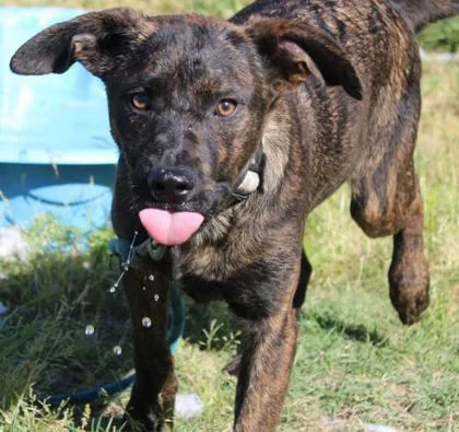 An adult large-sized male Black Mouth Cur dog named Dill for adoption in Kansas City, MO