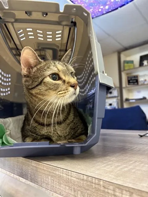 An adult small-sized female Domestic Short Hair cat named Pretty Piper for adoption in Sugar Land, TX