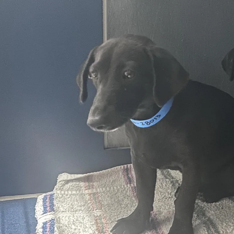 A young small-sized male Black Dachshund dog named Pichu for adoption in Yuma, AZ