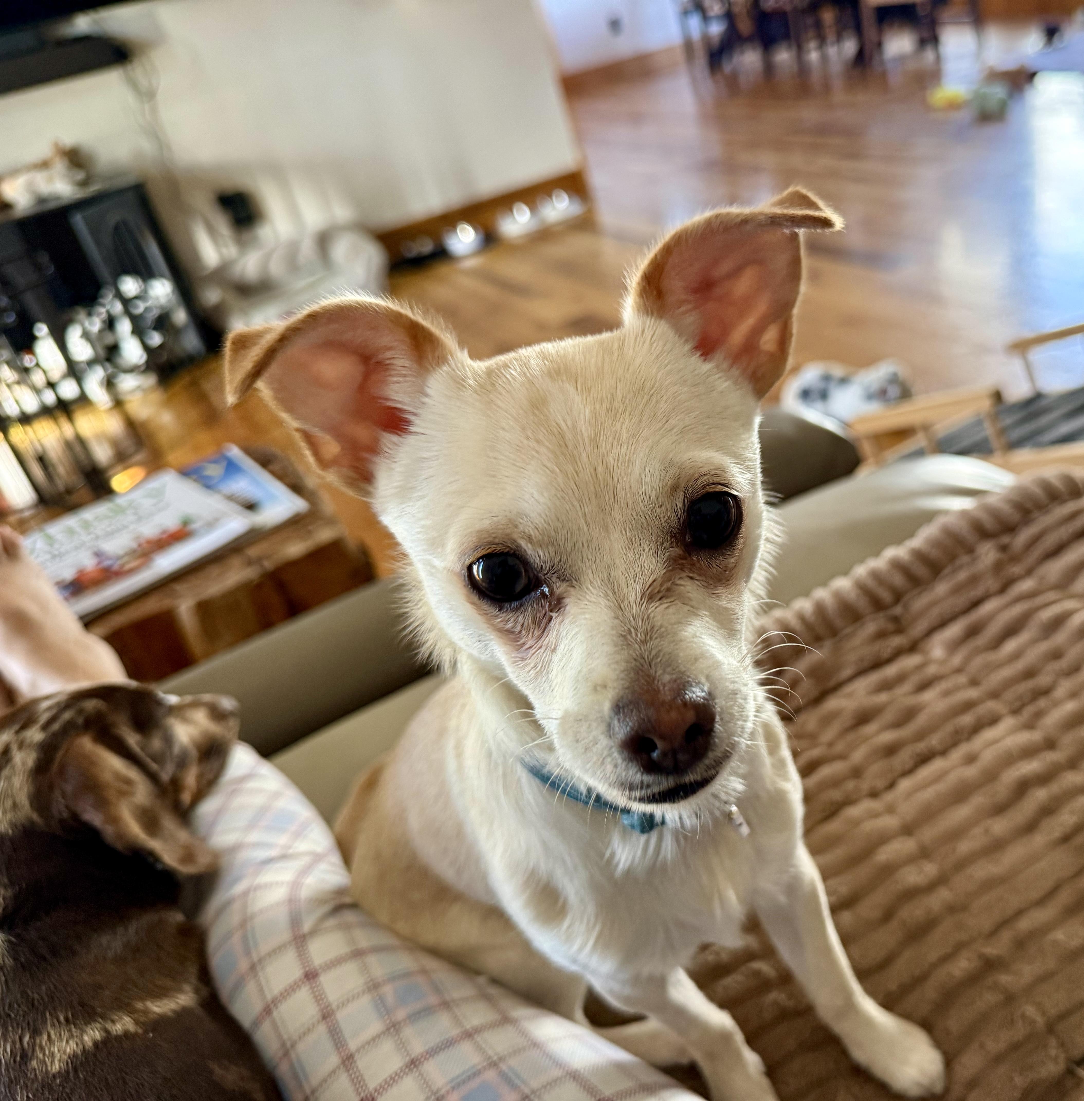 Louie thumbnail 2