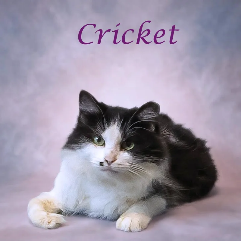 An adult medium-sized female White Domestic Medium Hair cat named Cricket C for adoption in Lebanon, TN