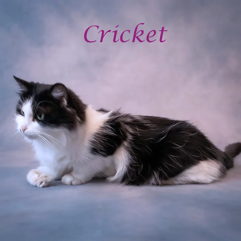 Cricket C thumbnail 2