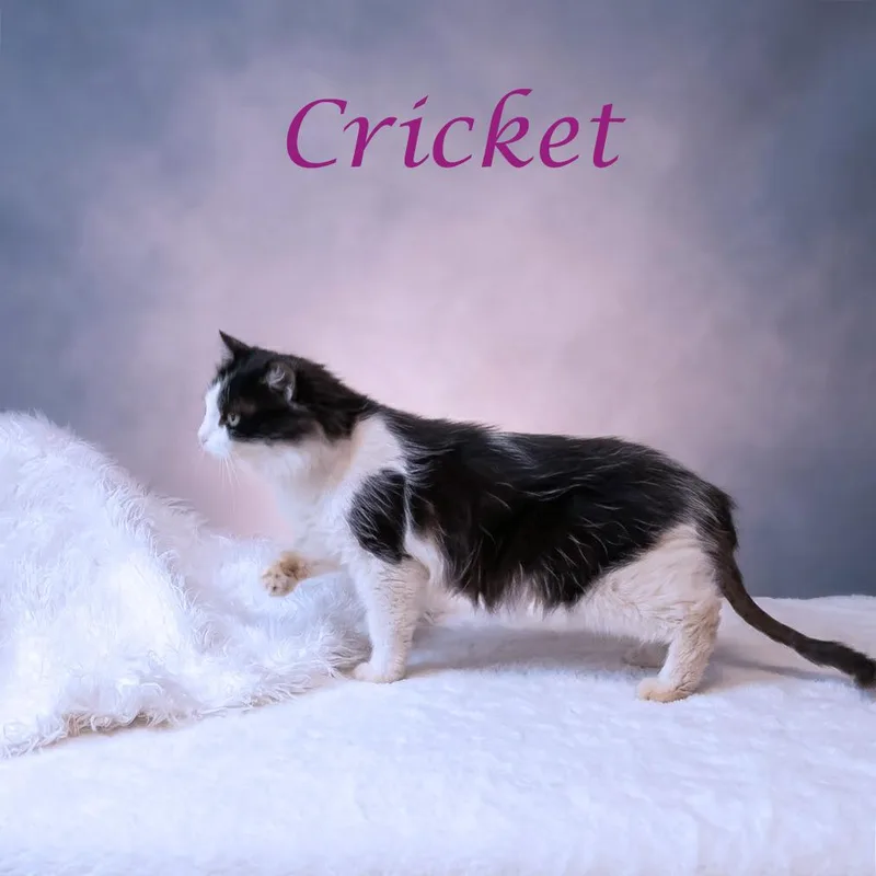 Cricket C thumbnail 3