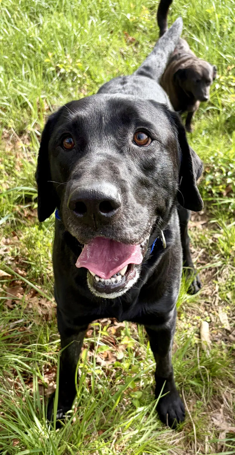 A young medium-sized male Labrador Retriever dog named Dagwood Smokey for adoption in Alpharetta, GA