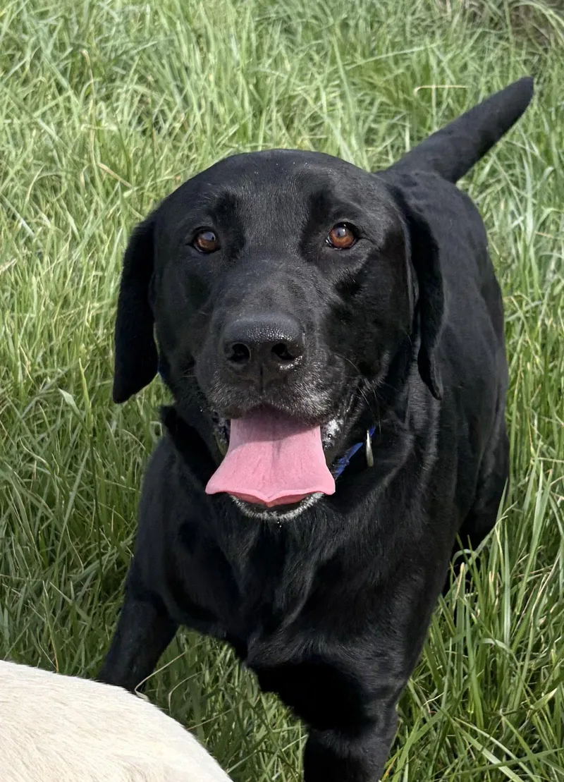 Dagwood Smokey thumbnail 2