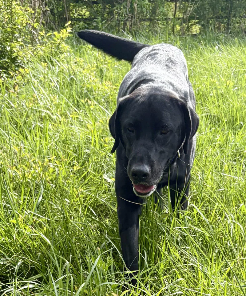 Dagwood Smokey thumbnail 3