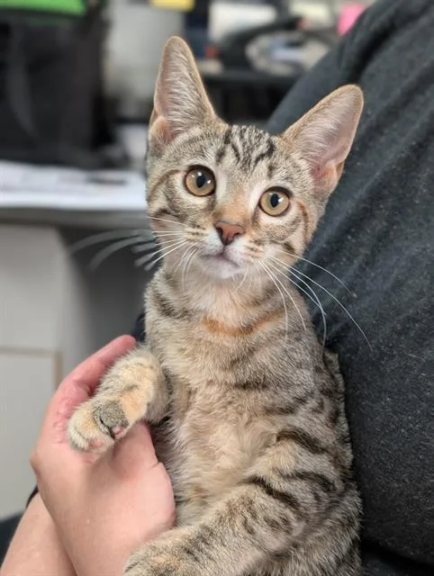 A baby small-sized female Domestic Short Hair cat named Lexie for adoption in Canfield, OH
