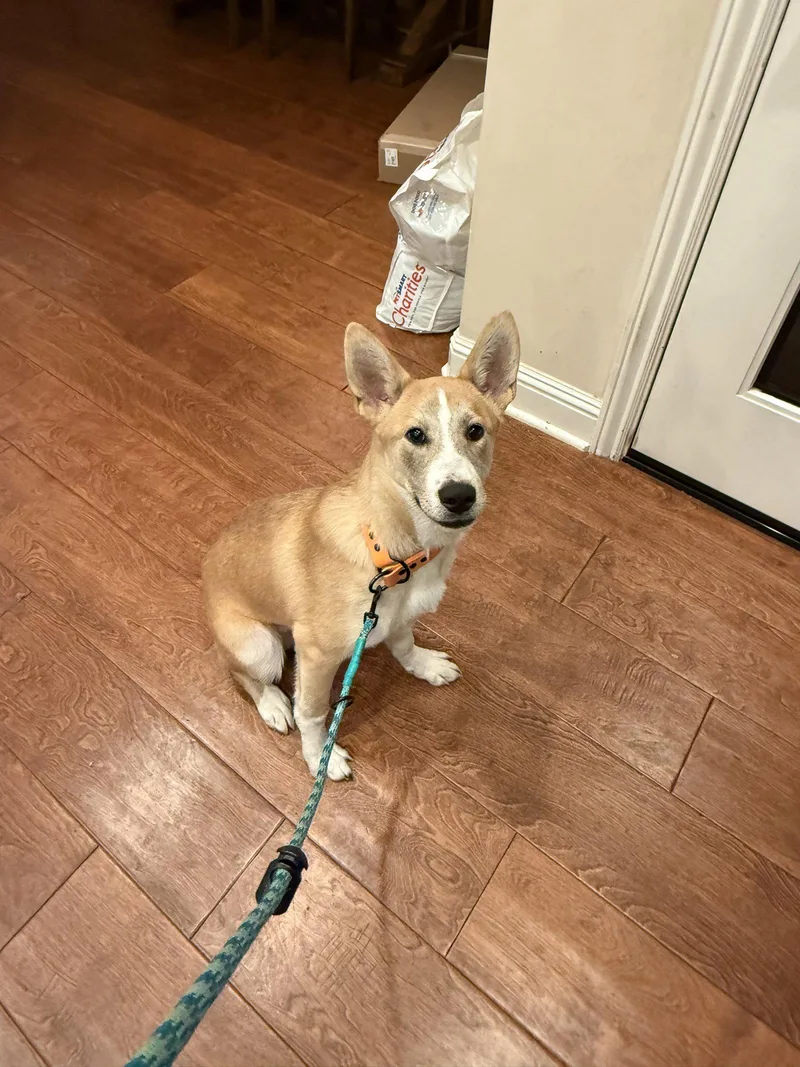 A young medium-sized male Cattle Dog dog named Kipper for adoption in Sunnyvale, CA