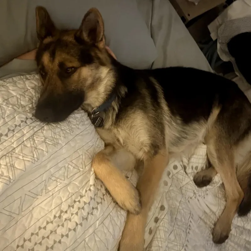 An adult small-sized male Black German Shepherd Dog dog named Pongo for adoption in Tulsa, OK