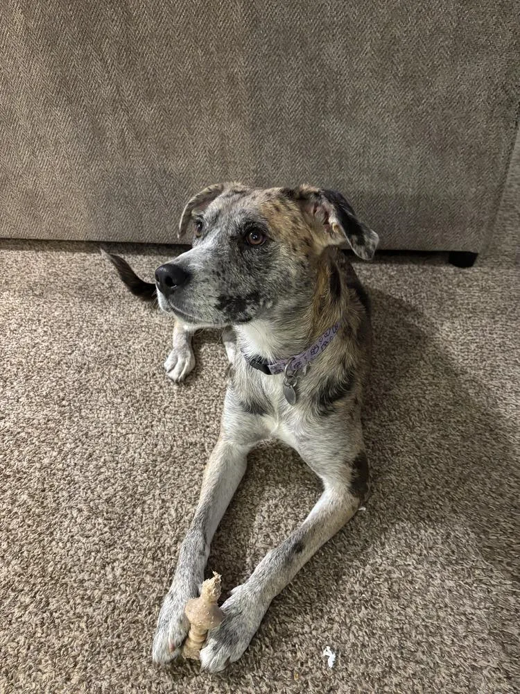 An adult medium-sized female Catahoula Leopard Dog dog named Ladybird for adoption in Aurora, IN