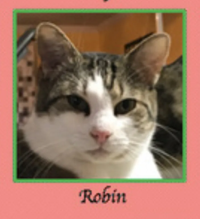 Robin thumbnail 3