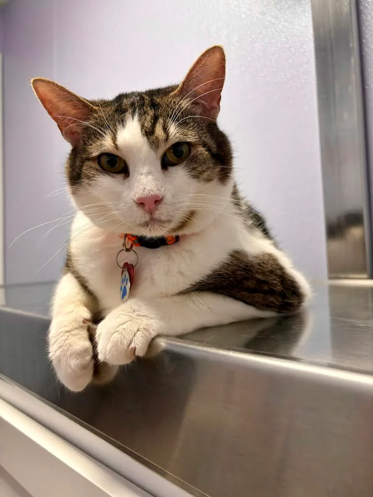 A senior medium-sized female Domestic Short Hair cat named Robin for adoption in Baltimore, MD