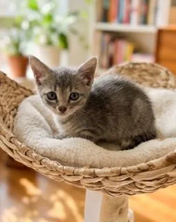 A young small-sized female Domestic Short Hair cat named Nova for adoption in Miami, FL