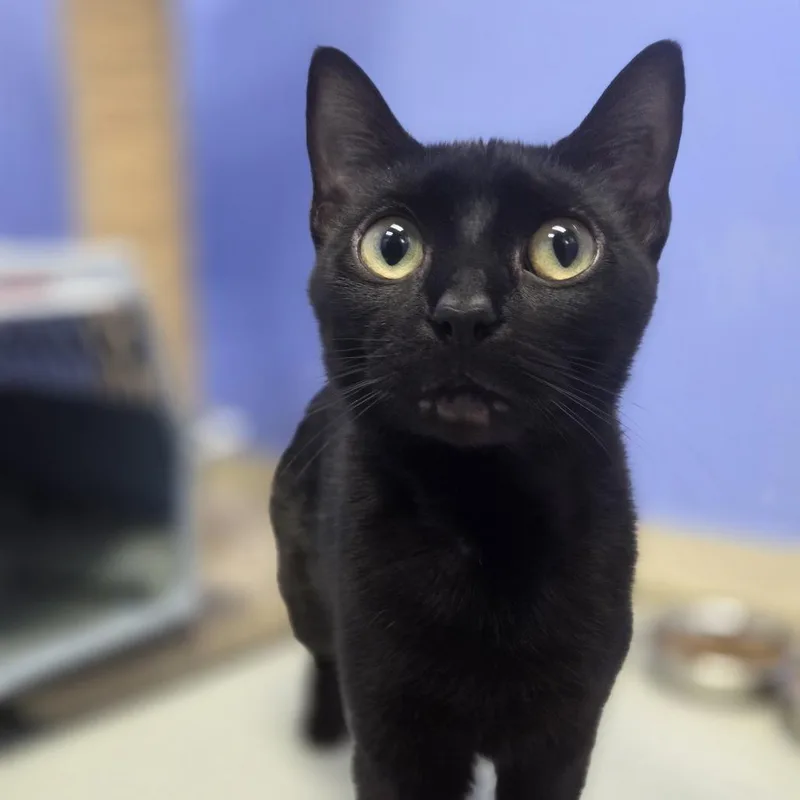 An adult medium-sized female Black Domestic Short Hair cat named Nyla for adoption in Pittsford, VT