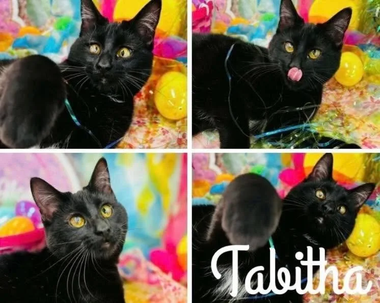 A young medium-sized female Black Domestic Short Hair cat named Tabitha for adoption in Rochester, IN