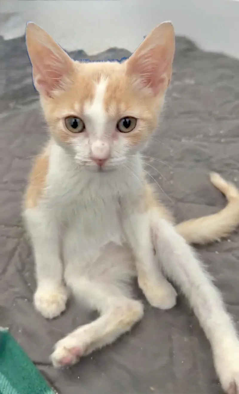 A baby small-sized male Domestic Short Hair cat named Miles for adoption in Houston, TX
