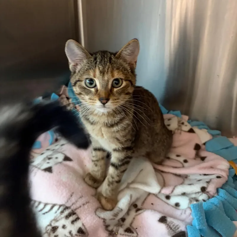A baby small-sized female Domestic Short Hair cat named Milk for adoption in Cumming, GA