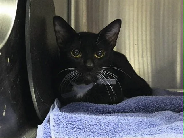 A young medium-sized male Domestic Short Hair cat named Beanie for adoption in Martinez, CA